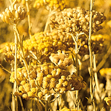 Immortelle Aqueous Extract