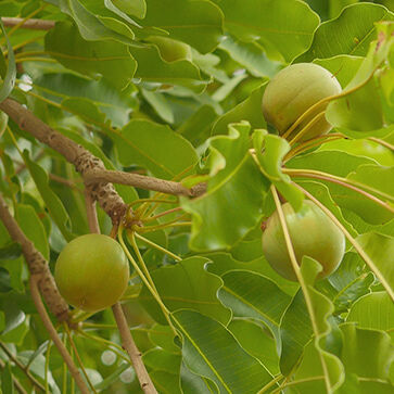 Shea Oil