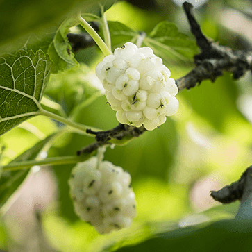 White Mulberry Extract