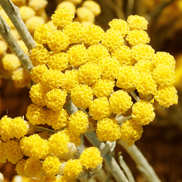 Immortelle Floral Water