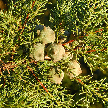 Cypress Essential Oil