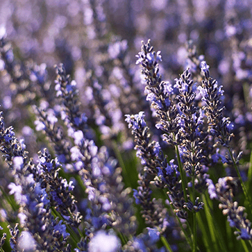 Lavender Essential Oil Haircare