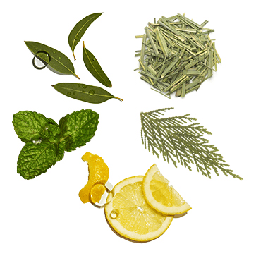 Anti-Dandruff Cocktail