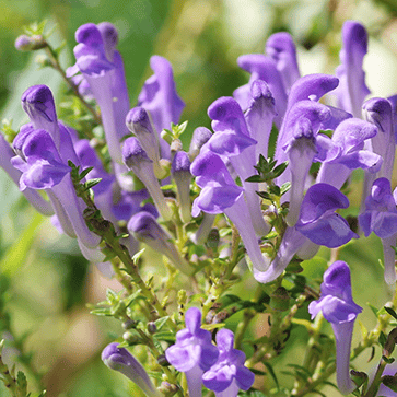 Scutellaria Extract