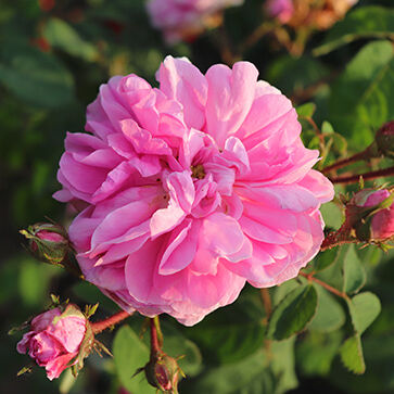 Rose Centifolia Absolute