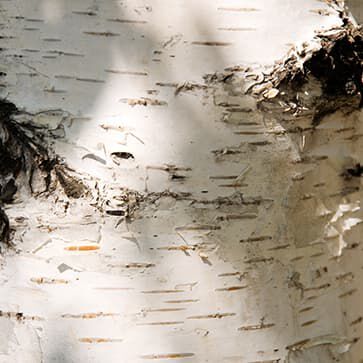 Birch Sap Extract
