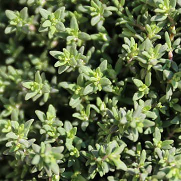 Provencal Thyme