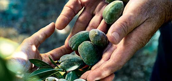 Almond nuts - L'Occitane