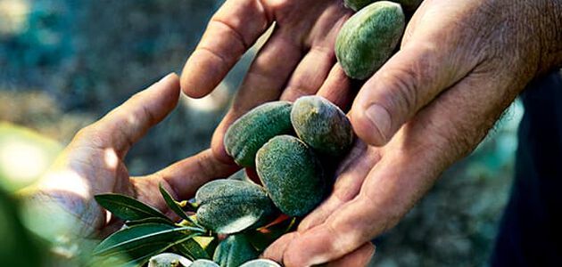 Almond nuts - L'Occitane