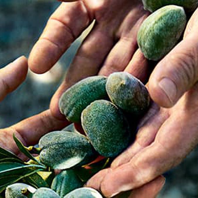 Almond nuts - L'Occitane