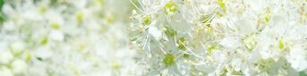 Meadow Sweet