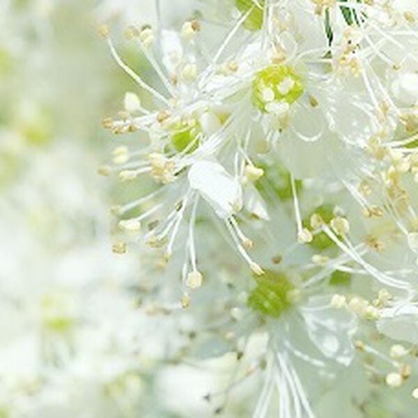 Meadow Sweet