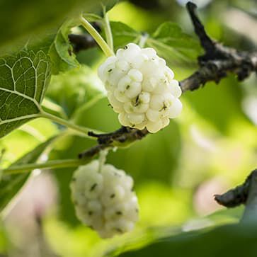 White Mulberry Extract