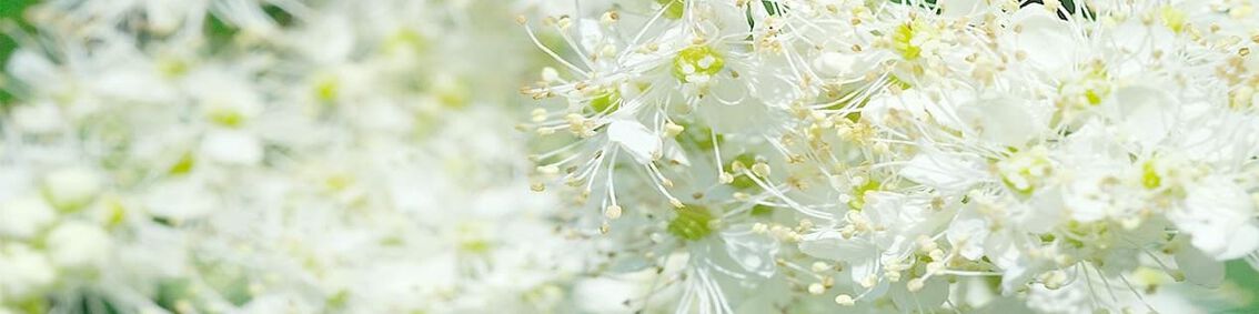 Meadow Sweet