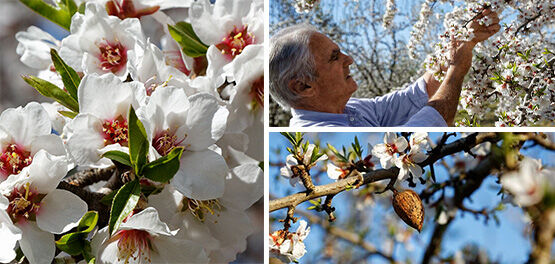 Almonds in Provence
