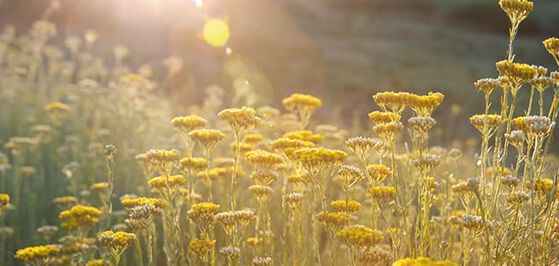 A flower that defines time...