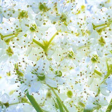 Organic Meadowsweet Flowers Water