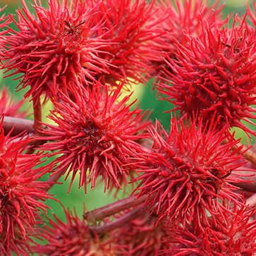 Castor Oil