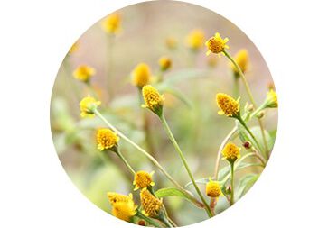 ACMELLA OLERACEA EXTRACT