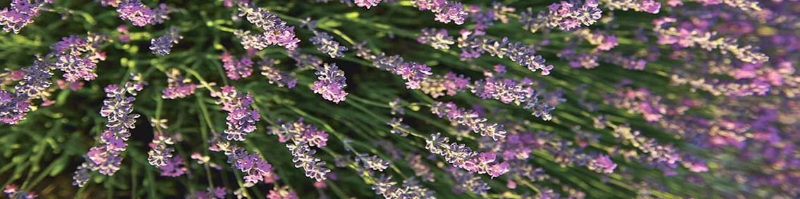 lavender
