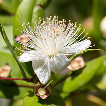 Organic Myrtle Oil