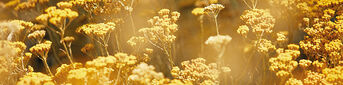 Immortelle