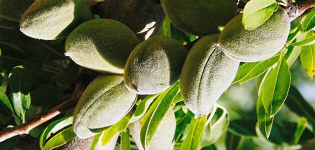 Almond Supple Skin Oil - L'Occitane