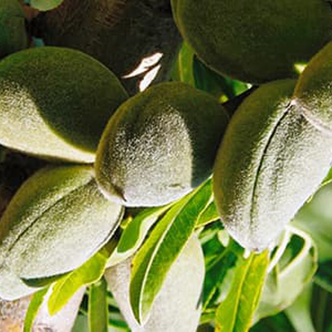 Almond Supple Skin Oil - L'Occitane