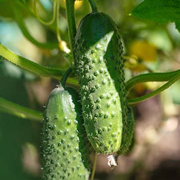 Cucumber