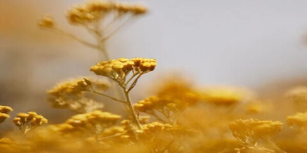 Immortelle: A Flower That Defies Time