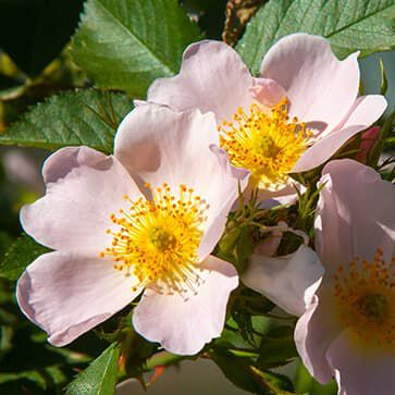 Muscat Rose Bush Oil