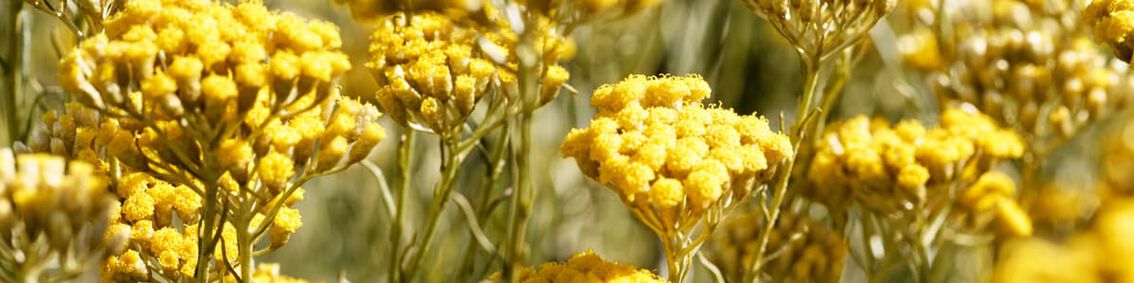 WHAT IS THE IMMORTELLE FLOWER?