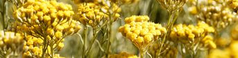 WHAT IS THE IMMORTELLE FLOWER?