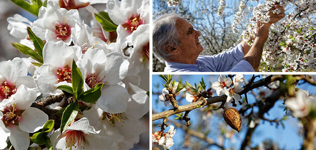 Almonds in Provence
