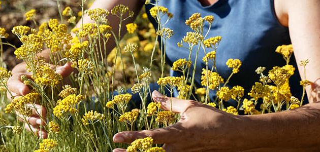 A flower that's grown organically and sustainably