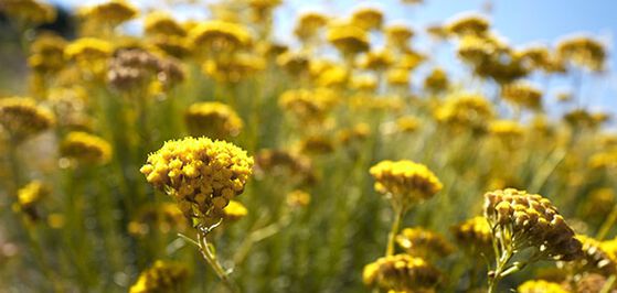 Immortelle flower, for younger-looking, radiant skin