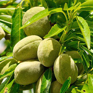 Sweet Almond Oil