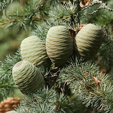 Cedar Essential Oil