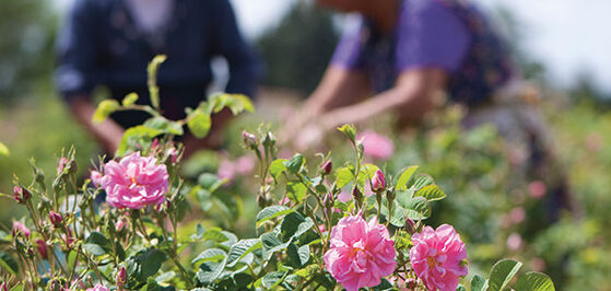 Natural ingredients sourced sustainably