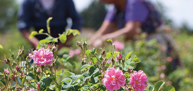 Natural ingredients sourced sustainably