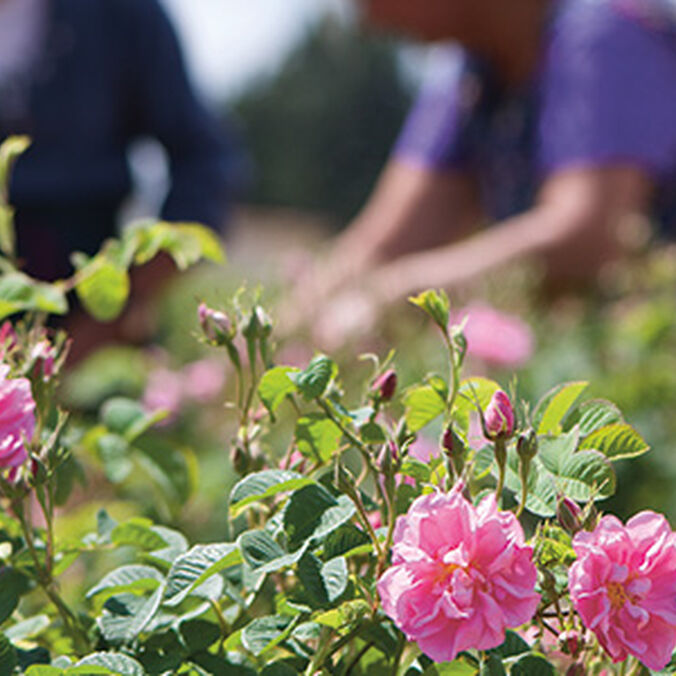 Natural ingredients sourced sustainably