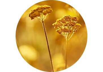 IMMORTELLE<br>ESSENTIAL OIL