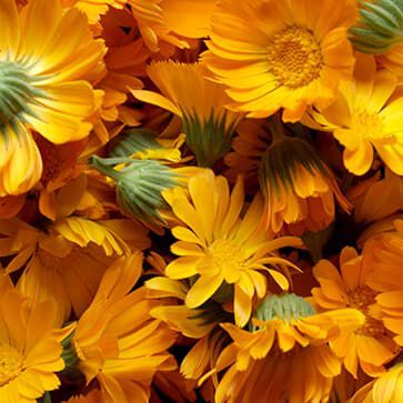 Organic Calendula