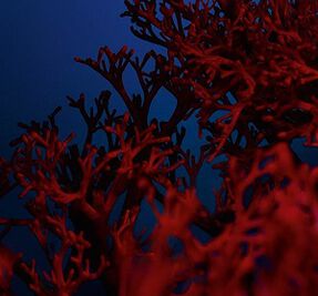 Immortelle Harmonie