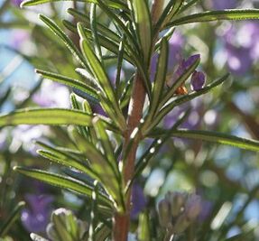 5 Essential Oils