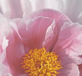 Peony
