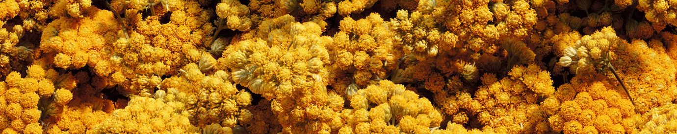 Immortelle Divine