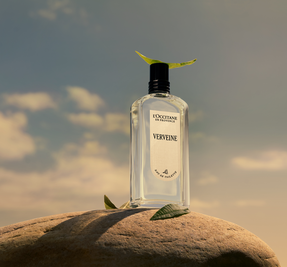 Verveine (Verbena)