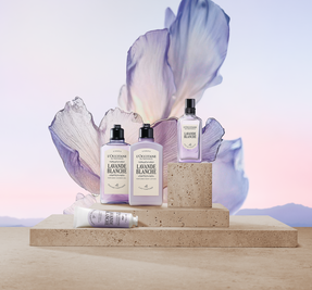 Lavande Blanche (White Lavender)